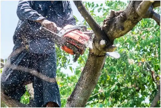 tree services Normangee